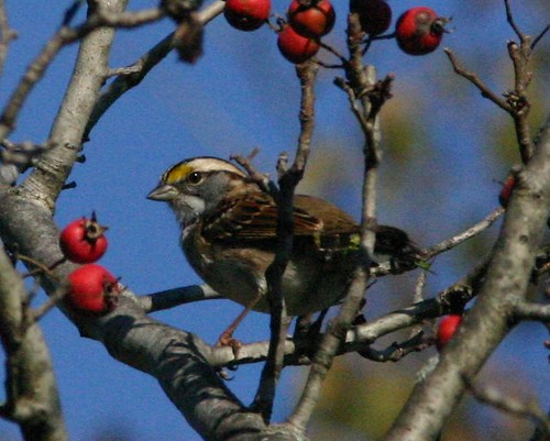 White-throated Sparrow 20081004