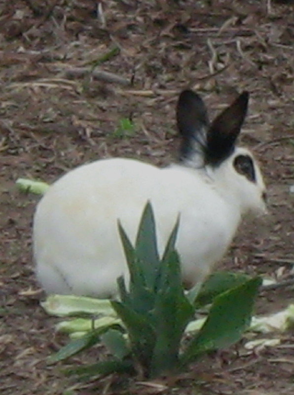 3-1-2009-bunny7