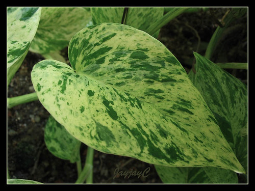 money plant creeper. Devil#39;s Ivy, Money Plant,