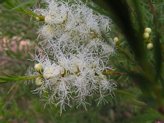Melaleuca alternifolia (Tea Tree) - cultivated