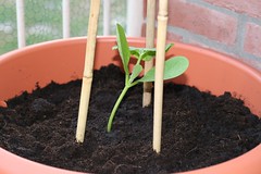 Pompoenplant 04-06