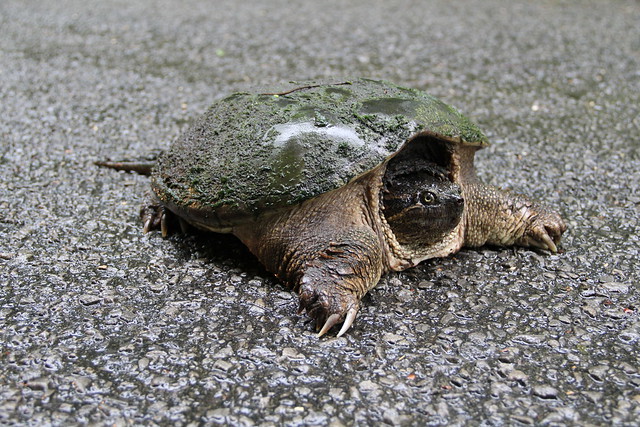 Zigzag the snapping turtle