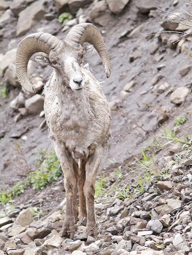 Big Horn Sheep Ram by Mark/MPEG (Midwest Photography Enthusiasts Group)