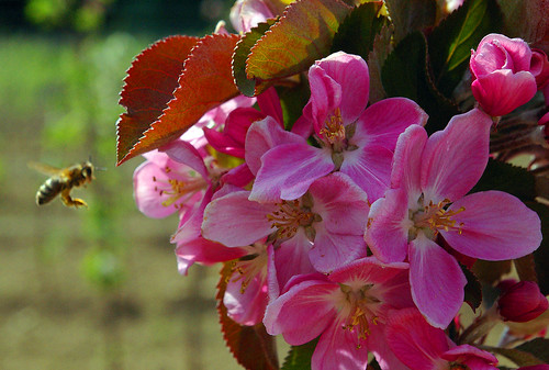 busy bee and apple blossoms