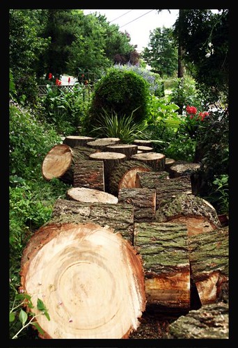The trunk of the fir tree in the garden path