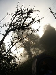 Misty meadow near Lacul Dracului