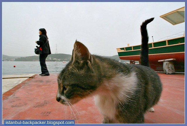 Curious Cat at Istanbul Kavak Pier