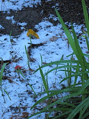 Snow!  December 16, 2008