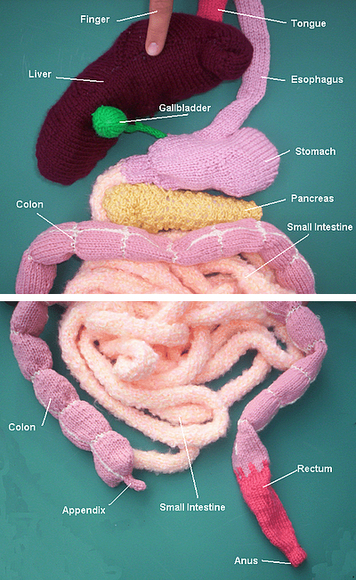knitted digestive track