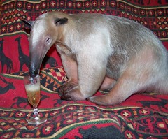 Happy New Year: Anteater tongue