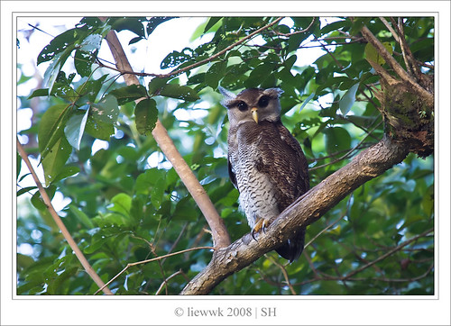 1004.2 Owl - Barred Eagle Owl ... natural one