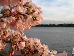 Blossoms and river 2
