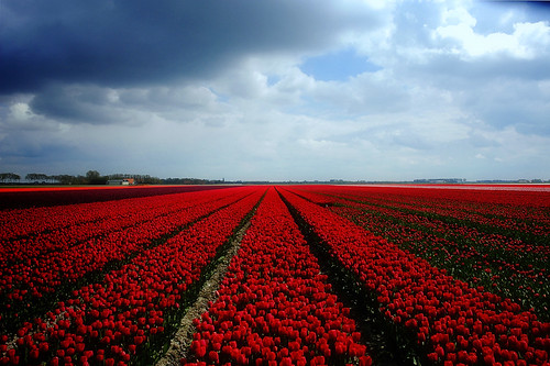 Tulips In Holland. Tulips from Holland