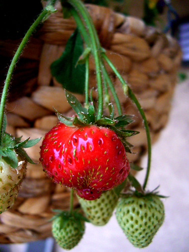 First ripe strawberry