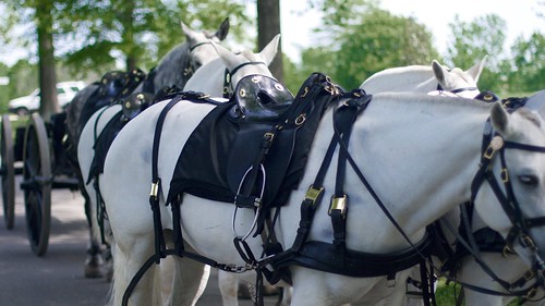 Horse Drawn Wagon, Arlington National Cemetery