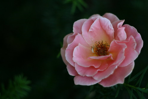 June Roses