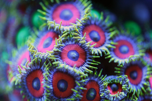 Bouquet of Multi Colored Zoanthids