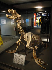 Northern Sea Lion Skeleton