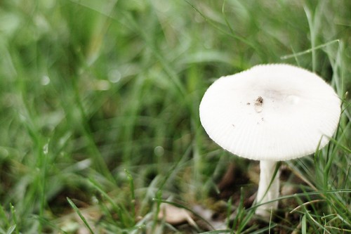White: Mushroom.