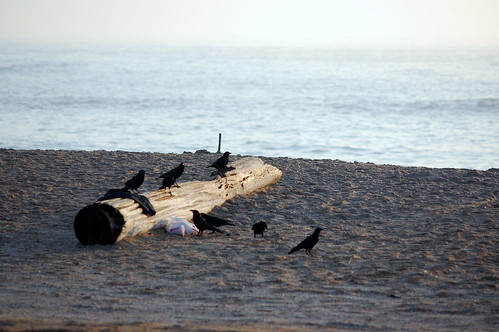 Blackbirds on log