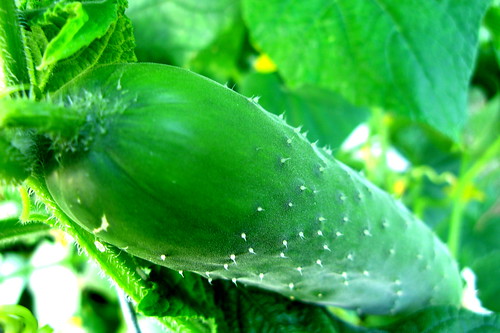 Prolific cucumbers
