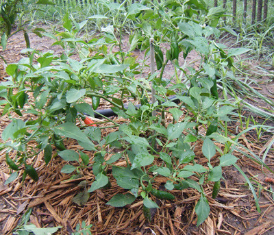 Santiago Hybrid Pepper Plants