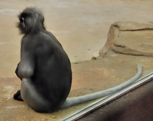 Saint Louis Zoological Garden, in Saint Louis, Missouri, USA - monkey 2