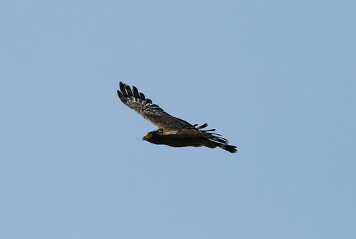 20081220_009 大冠鷲,  Crested Serpent Eagle