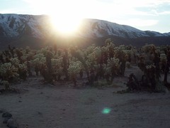 cholla cacti under the setting sun