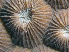 Coral Goby, Fim do Mundo