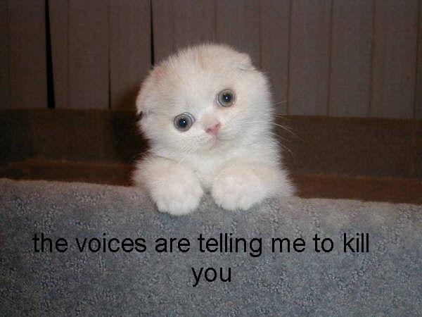 kitty voices