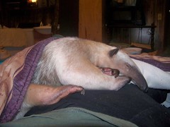 Snuggly anteater