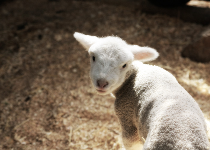 Cute wittle lamby