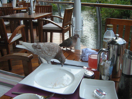 Pigeons eating dad's food