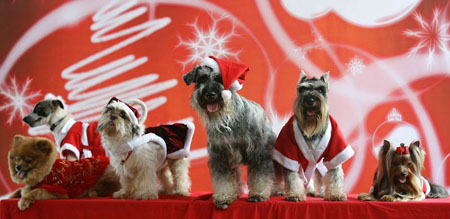 PHILIPPINES CHRISTMAS DOGS