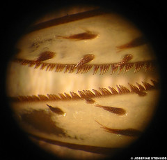 20040128_1 Crustacean pincer by ratexla
