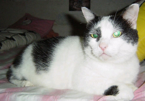 black and white cats with green eyes. Black and White Tabby Missing