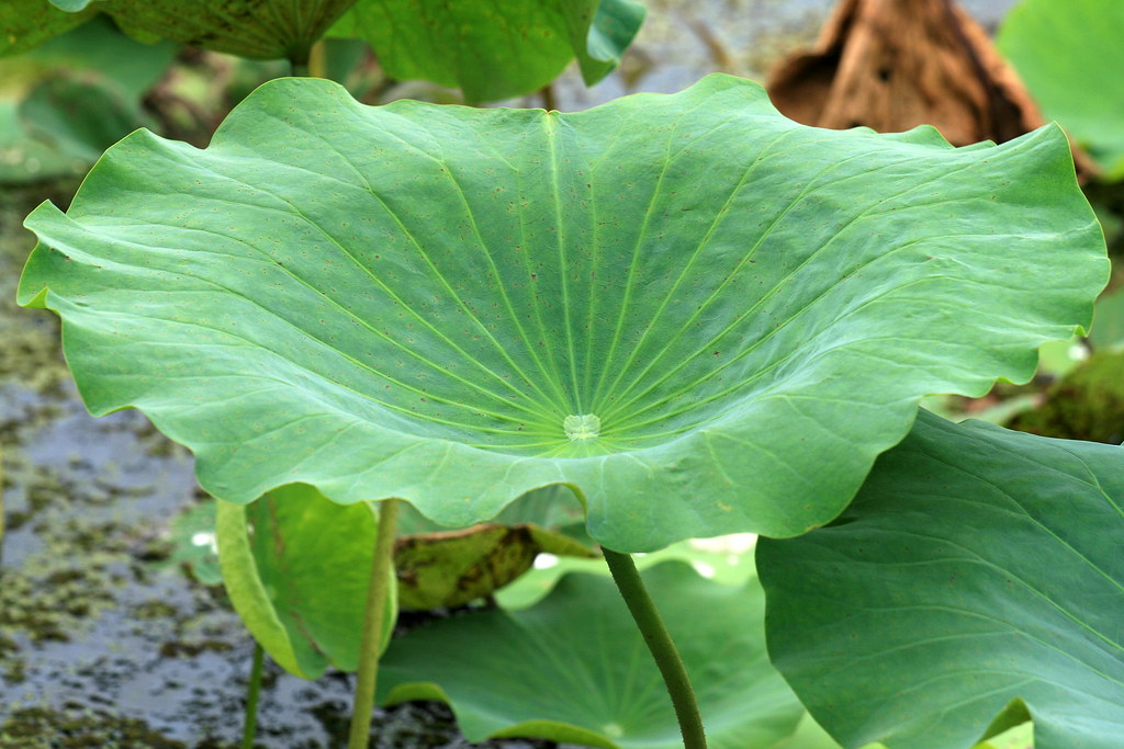 Lotus leaf Fogg dam