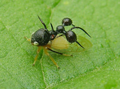 Ant-mimicking treehopper (Cyphonia cf clavata, Membracidae), southern Venezuela