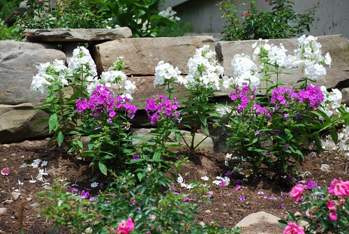Phlox in front of one of the stone walls