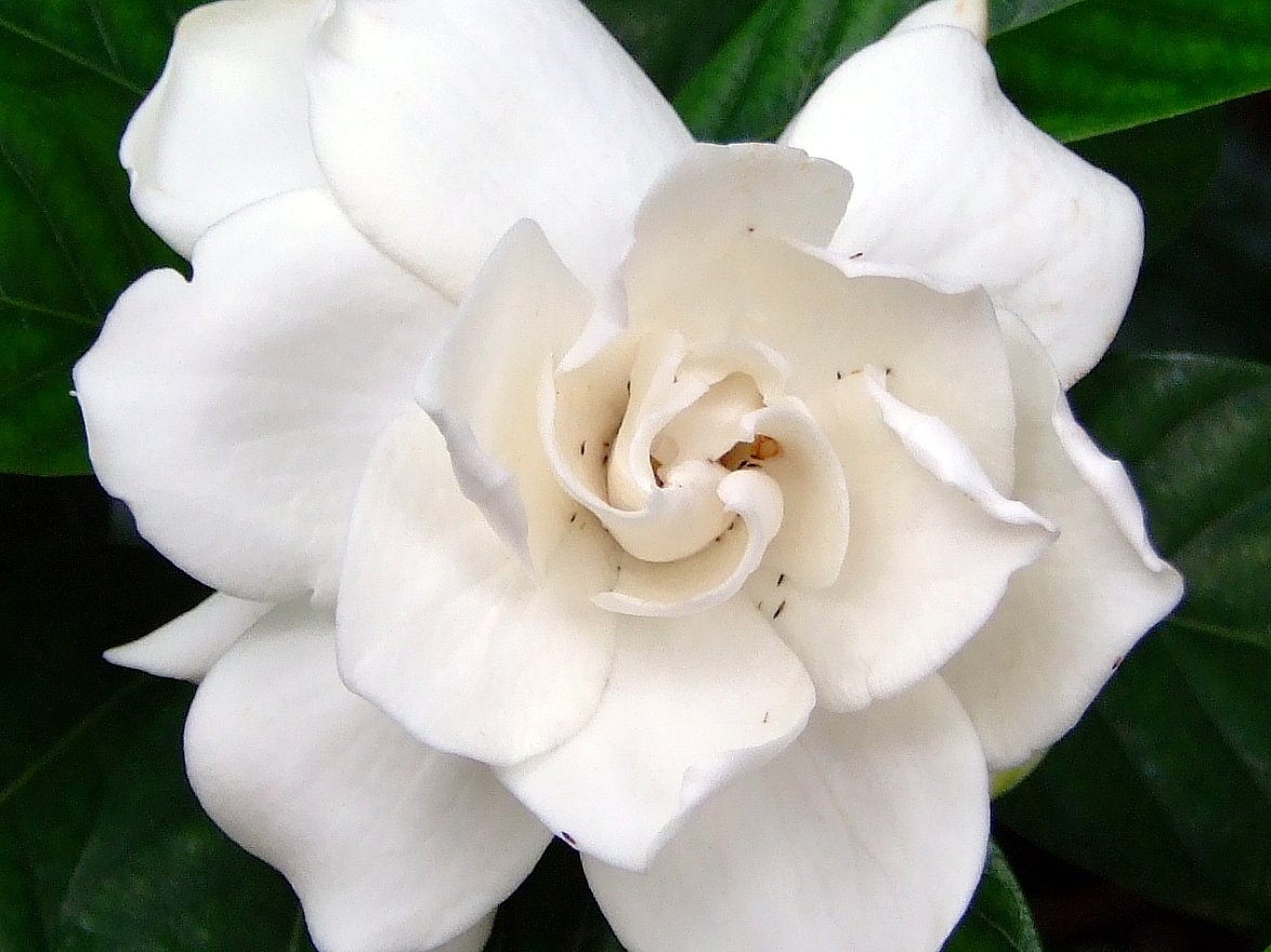 Gardenia radicans image