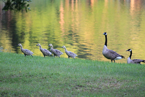 Baby Geese 4-27-2010