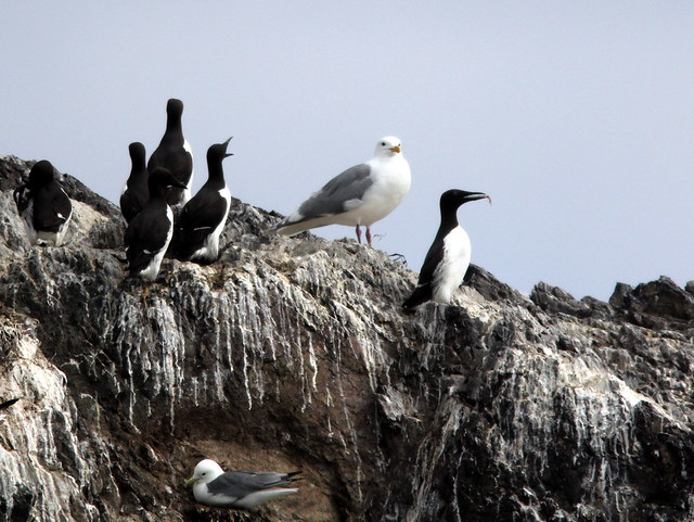 Murres and gulls 20110622