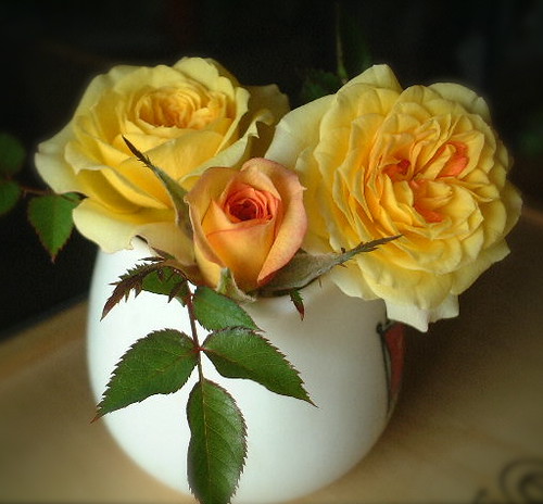 가라곤님이 촬영한 장미꽃 miniature rose.