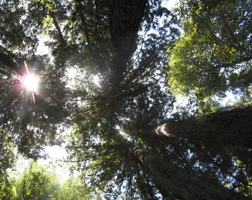 Redwood canopy