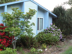 Front of the house with blooming rhodies