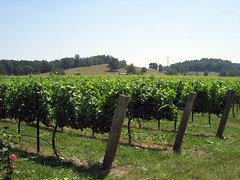 vineyard at laurel gray winery