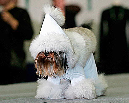 The Worlds most Fashionable Dog..