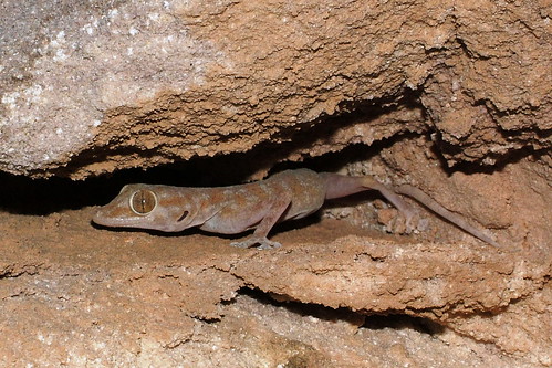 ptyodactylus_hasselquistii