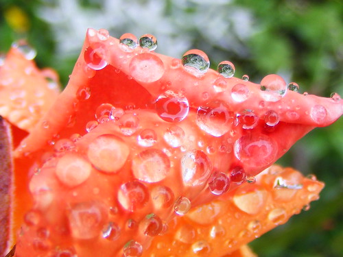 Tiny Gardens In Raindrops. by stormlover2007.